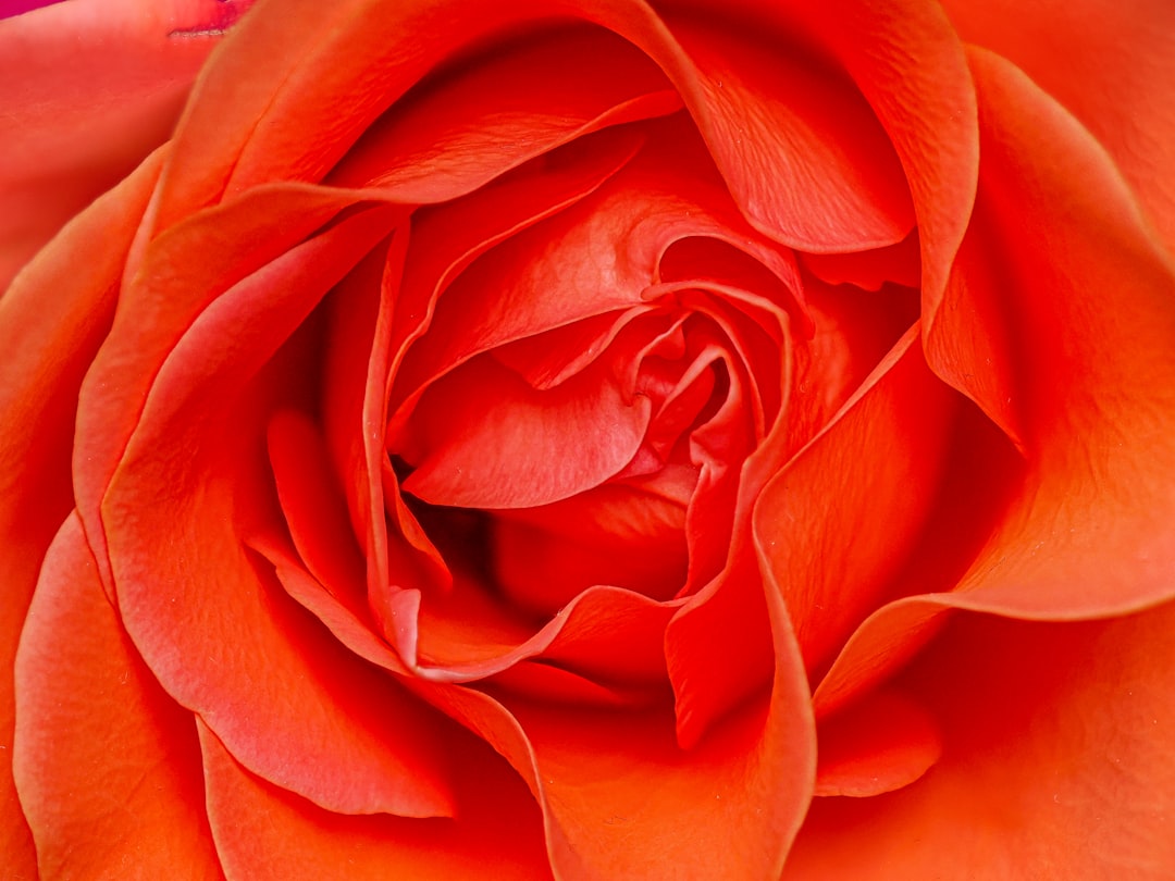 rosas naturaleza regalos